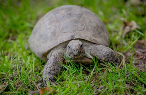 hermes and the tortoise|hermann's tortoise life expectancy.